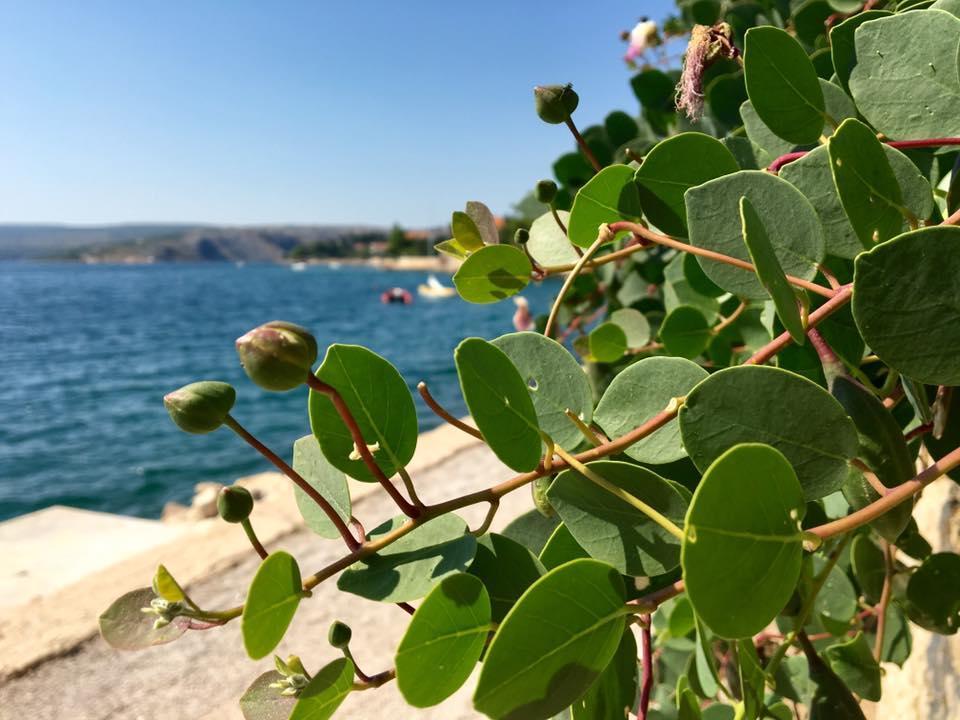 Apartman Mare Maslenica Esterno foto